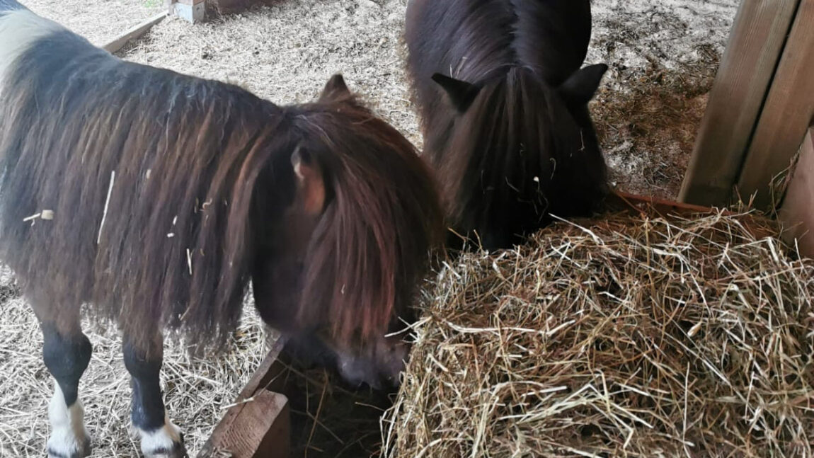 Hossa und Hotte Hü aus der Pony-Wellness-Farm