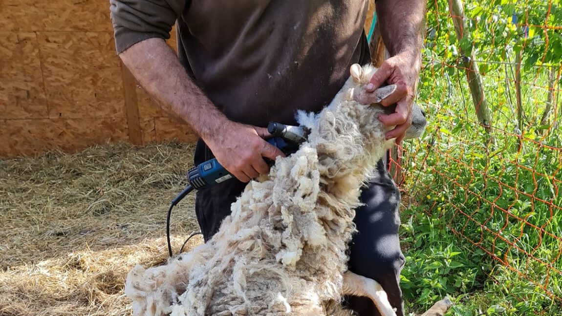 Der Schafscherer war zu Besuch