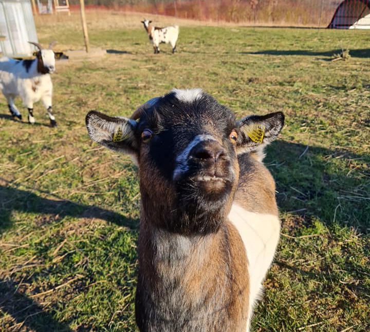 Oh happy goat!