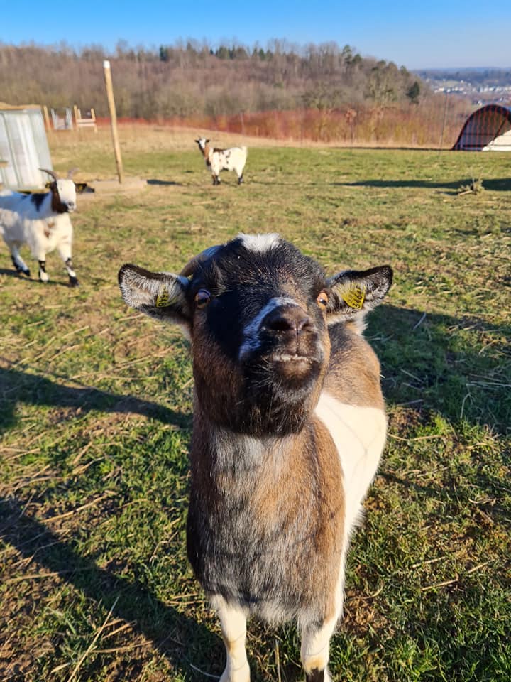 Oh happy goat!