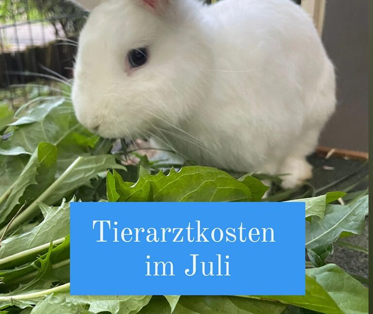 Tierarztkosten im Juli